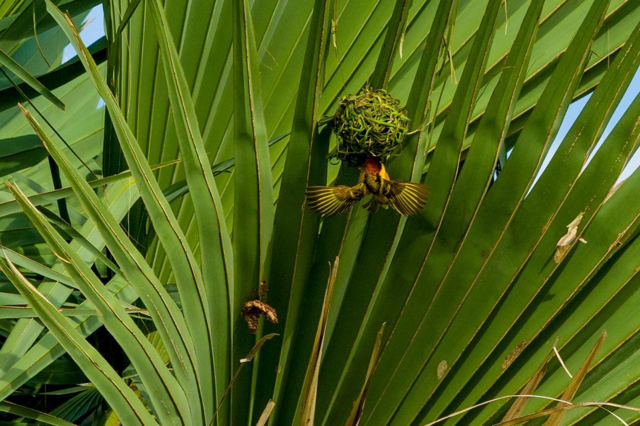 Tamba Kuruba Eco-Lodge Folonko Extérieur photo